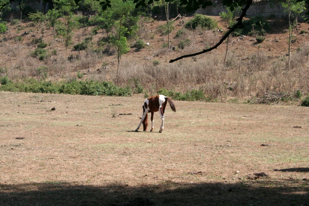 Dopo gatti e cani parliamo del Cavallo?